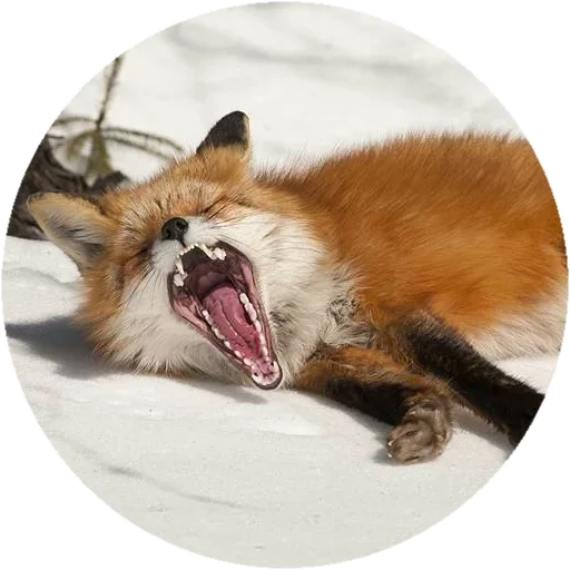 Sticker from the "Fox" sticker pack