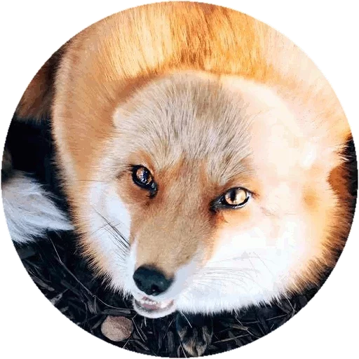 Sticker from the "Fox" sticker pack