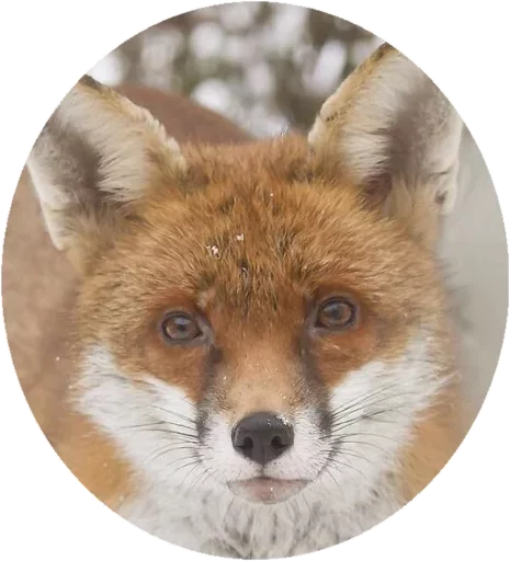 Sticker from the "Fox" sticker pack