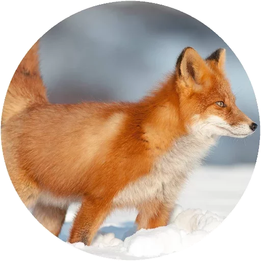 Sticker from the "Fox" sticker pack