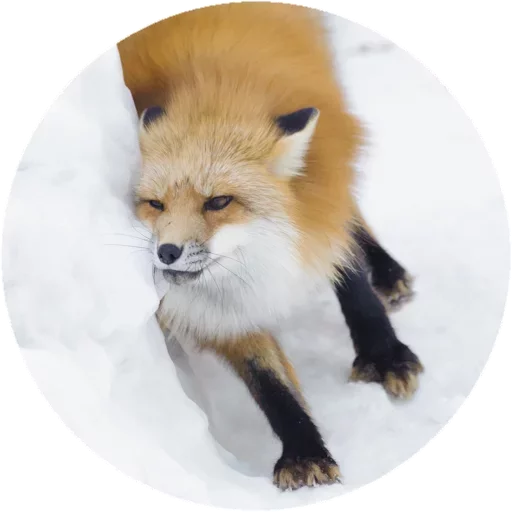 Sticker from the "Fox" sticker pack