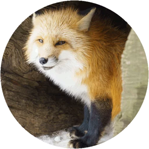 Sticker from the "Fox" sticker pack