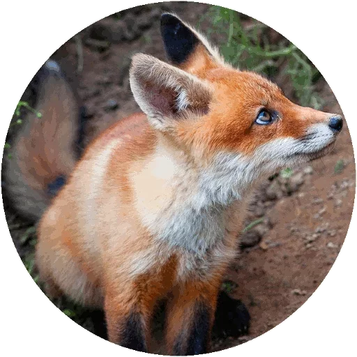 Sticker from the "Fox" sticker pack