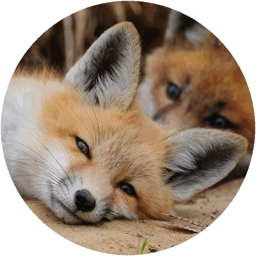 Sticker from the "Fox" sticker pack