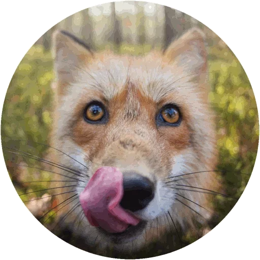 Sticker from the "Fox" sticker pack