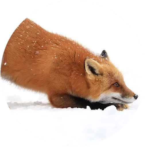 Sticker from the "Fox" sticker pack