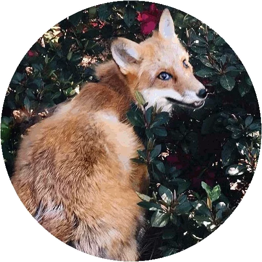 Sticker from the "Fox" sticker pack