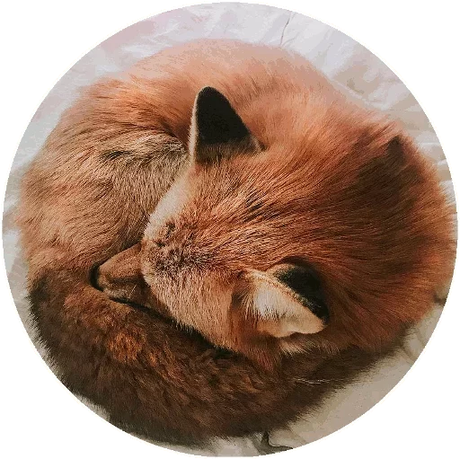 Sticker from the "Fox" sticker pack