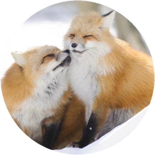 Sticker from the "Fox" sticker pack