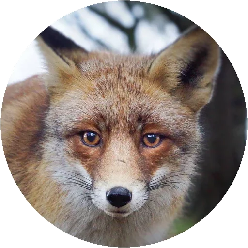 Sticker Fox