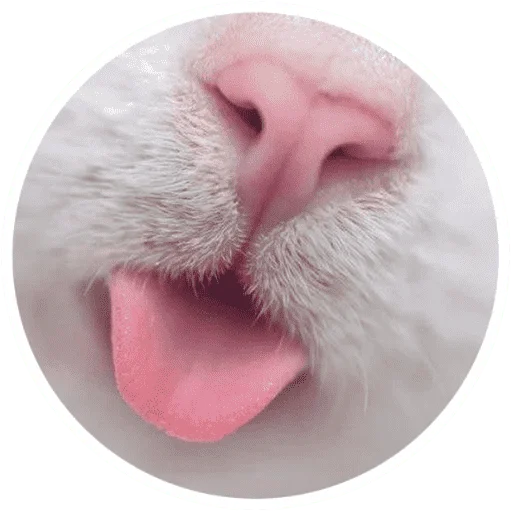 Sticker from the "Котики и лапки" sticker pack