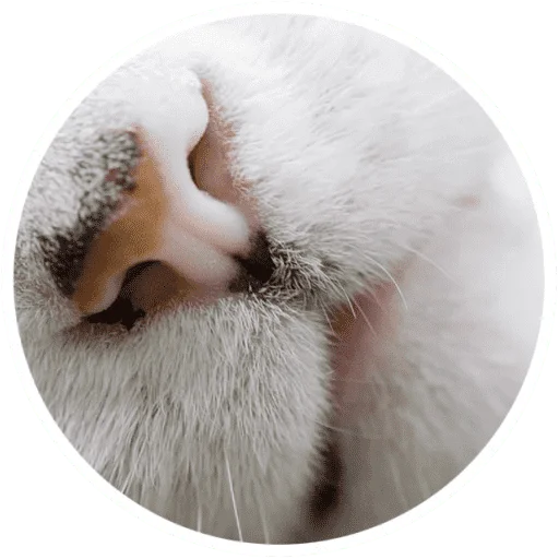 Sticker from the "Котики и лапки" sticker pack