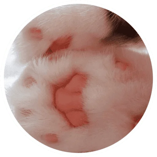 Sticker from the "Котики и лапки" sticker pack