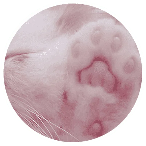 Sticker from the "Котики и лапки" sticker pack