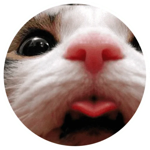 Sticker from the "Котики и лапки" sticker pack