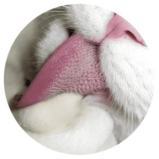 Sticker from the "Котики и лапки" sticker pack