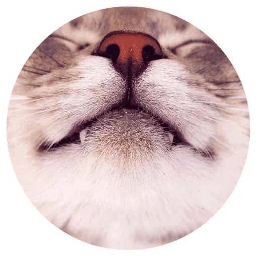 Sticker from the "Котики и лапки" sticker pack