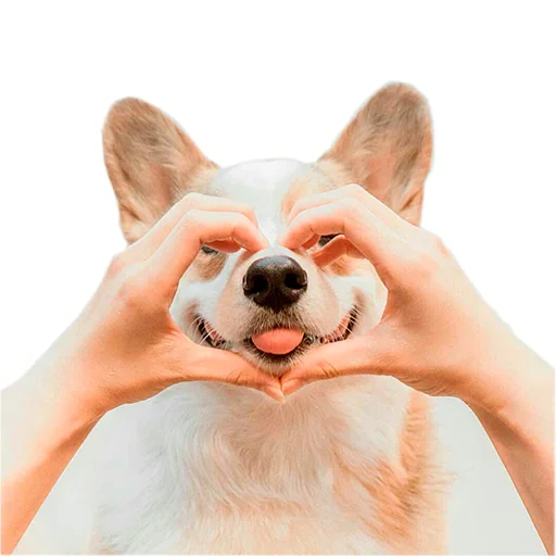 Sticker from the "Corgis" sticker pack