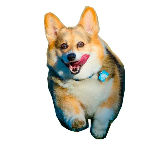 Sticker from the "Corgis" sticker pack