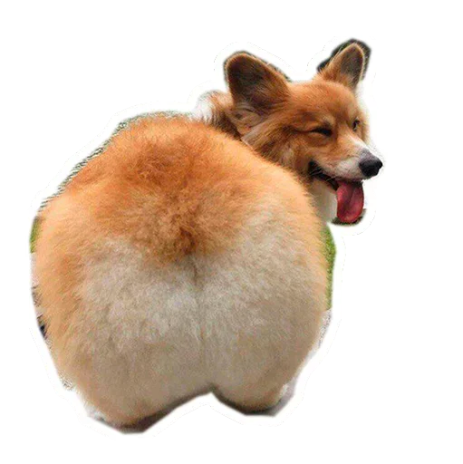 Sticker from the "Corgis" sticker pack