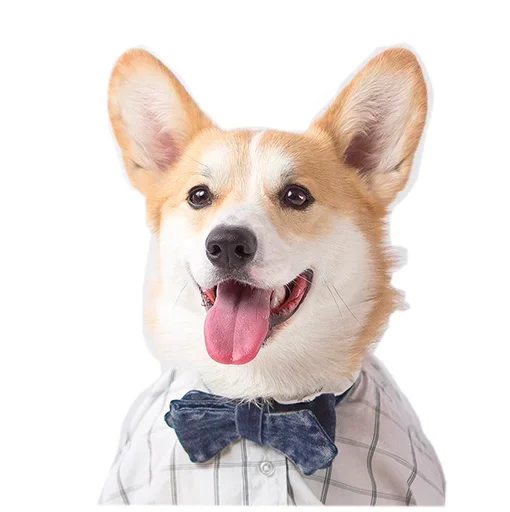 Sticker from the "Corgis" sticker pack