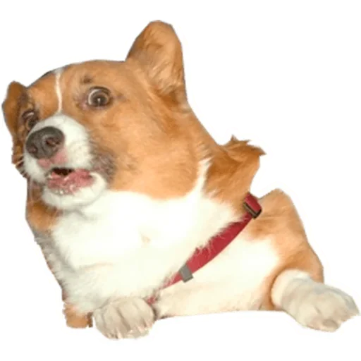 Sticker from the "Corgis" sticker pack