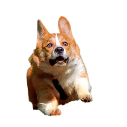 Sticker from the "Corgis" sticker pack