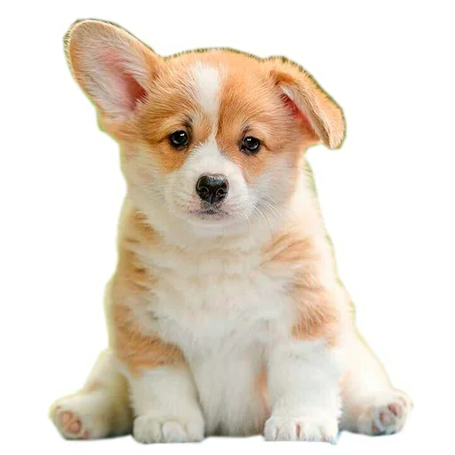 Sticker from the "Corgis" sticker pack