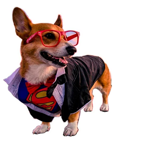 Sticker from the "Corgis" sticker pack