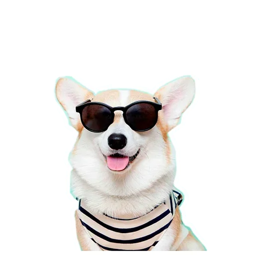 Sticker from the "Corgis" sticker pack