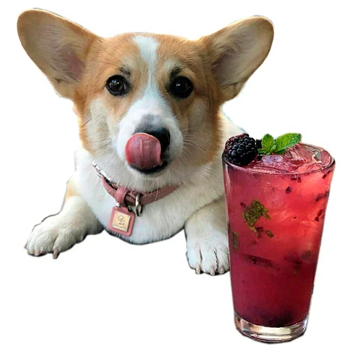 Sticker from the "Corgis" sticker pack