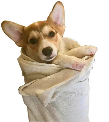 Sticker from the "Corgis" sticker pack