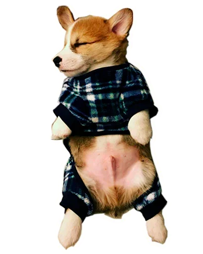 Sticker from the "Corgis" sticker pack