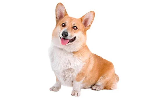 Sticker from the "Corgis" sticker pack