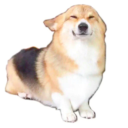 Sticker from the "Corgis" sticker pack