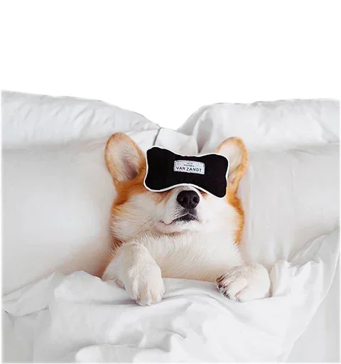 Sticker from the "Corgis" sticker pack