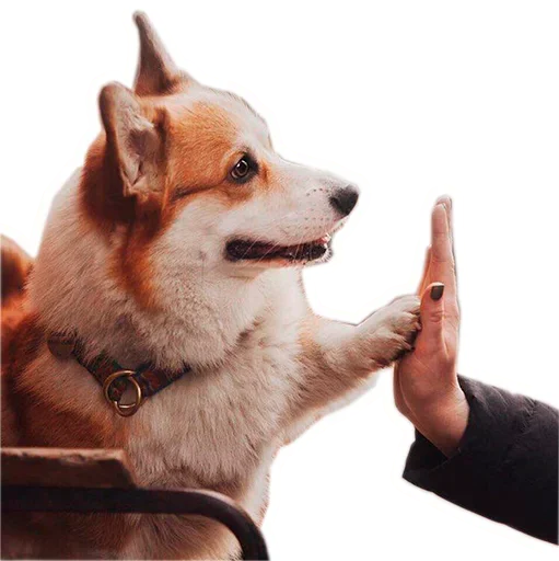 Sticker from the "Corgis" sticker pack