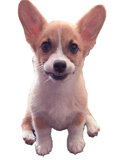 Sticker from the "Corgis" sticker pack