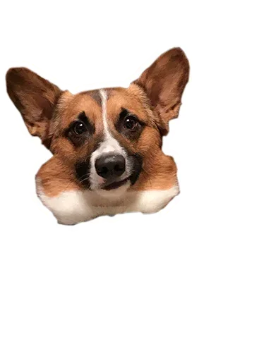 Стикер из набора "Corgis"