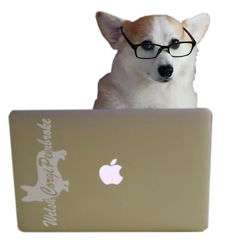 Sticker from the "Corgis" sticker pack