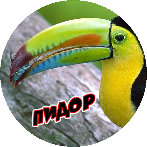 Sticker from the "Злые Птицы - part 1" sticker pack