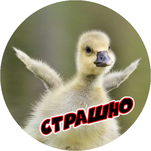 Sticker from the "Злые Птицы - part 1" sticker pack