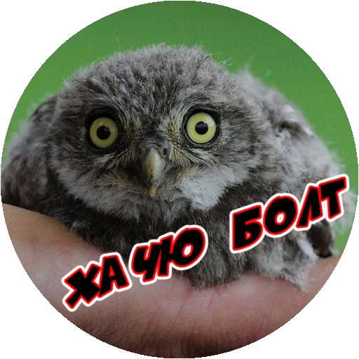 Sticker from the "Злые Птицы - part 1" sticker pack