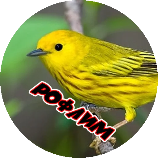 Sticker from the "Злые Птицы - part 1" sticker pack