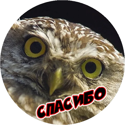 Sticker from the "Злые Птицы - part 1" sticker pack