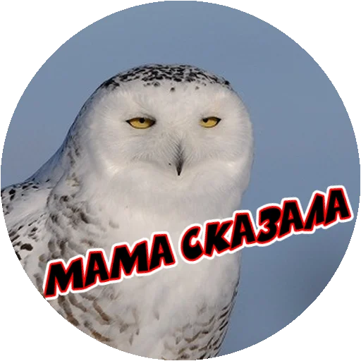 Sticker from the "Злые Птицы - part 1" sticker pack