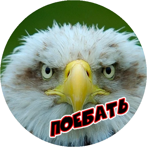 Sticker from the "Злые Птицы - part 1" sticker pack