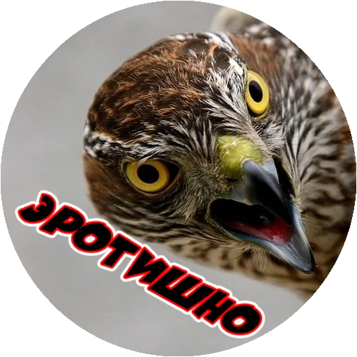 Sticker from the "Злые Птицы - part 1" sticker pack