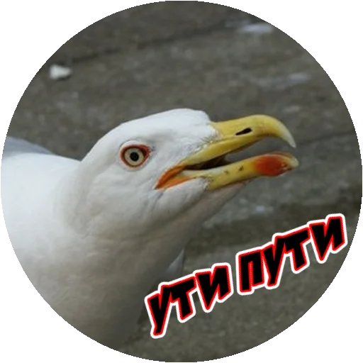 Sticker from the "Злые Птицы - part 1" sticker pack