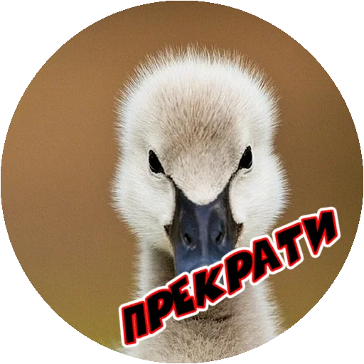 Sticker from the "Злые Птицы - part 1" sticker pack